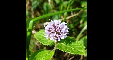 Kruiden zaden - Watermunt