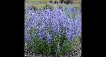 50 x Reuzenlavendel Blue Spire Paars|Blauw - Winterharde Tunplant - Perovskia Blue Spire in 9x9cm pot met hoogte 0-10cm