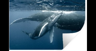 Muurstickers - Sticker Folie - Walvis - Kalf - Water - 30x20 cm - Plakfolie - Muurstickers Kinderkamer - Zelfklevend Behang - Zelfklevend behangpapier - Stickerfolie