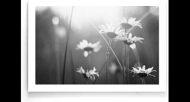 Walljar - Witte Madeliefjes - Zwart wit poster