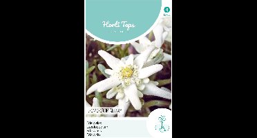 Edelweiss Bloemzaad - Leontopodium Alpinum