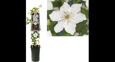 Klimplant Clematis Destiny 75 cmVan der Starre