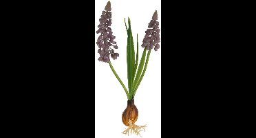 Countryfield Kunstbloem Muscari blauw 22x5x22cm