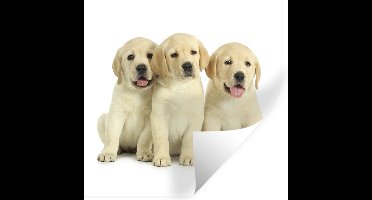Muurstickers - Sticker Folie - Schattige Labrador Retriever puppy's - 30x30 cm - Plakfolie - Muurstickers Kinderkamer - Zelfklevend Behang - Zelfklevend behangpapier - Stickerfolie