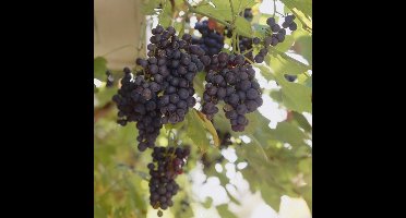 4 x Druivenstruik Blauwe Druif - Winterharde Fruitplant Klimplant - Vitis 'Boskoop Glory' in C2(liter) pot met hoogte 50-60cm