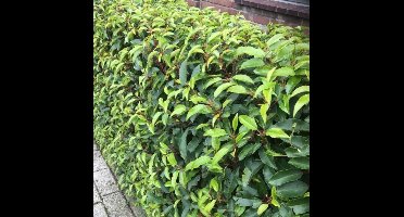 4 x Portugese Laurier - Laurhaag Wintergroen - Prunus lusitanica 'Angustifolia' in C2(liter) pot met hoogte 30-40cm