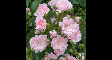 12 x Roze Trosroos - Bodembedekker Winterhard Borderplant - Rosa the Fairy 'Pink' in C1.5(liter) pot met hoogte 10-20cm