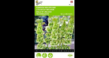2 stuks - Buzzy - Molucella Groene Bel Achtige Bloemen