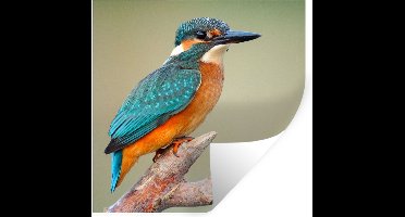 Muurstickers - Sticker Folie - Vogel - IJsvogel - Tak - 30x30 cm - Plakfolie - Muurstickers Kinderkamer - Zelfklevend Behang - Zelfklevend behangpapier - Stickerfolie