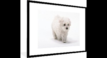 Fotolijst incl. Poster - Schattige kleine Maltezer hond - 80x60 cm - Posterlijst