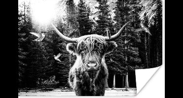 Poster Schotse hooglander - Kolibrie - Zwart - Wit - 30x20 cm