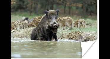 Poster Varken - Wild - Big - 30x20 cm