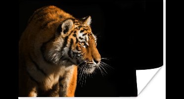 Poster Tijger - Jacht - Zon - 30x20 cm