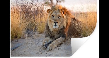 Muurstickers - Sticker Folie - Leeuw - Ochtend - Afrika - 30x20 cm - Plakfolie - Muurstickers Kinderkamer - Zelfklevend Behang - Zelfklevend behangpapier - Stickerfolie