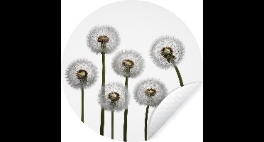 WallCircle - Muurstickers - Behangcirkel - Paardenbloem - Illustratie - Zaden - ⌀ 30 cm - Muurcirkel - Zelfklevend - Ronde Behangsticker