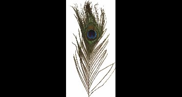 Nepveren/sierveren - Pauwen veren - 6x stuks - gekleurd - 25 cm