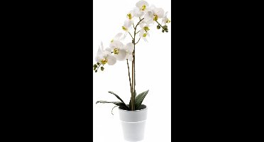 Kunst Phalaenopsis Orchidee Wit 65 Cm - Vlinderorchidee - Witte Kunstbloem