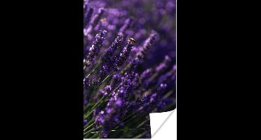 Poster Close-up van lavendel met bij - 20x30 cm