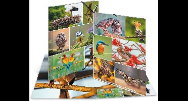 Elastomappen A4 Karton inheemse vogels