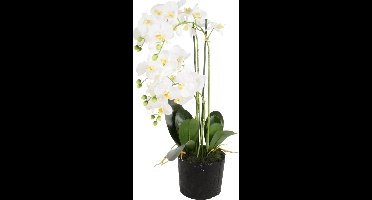 Phalaenopsis 5-tak - 68 cm