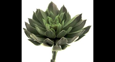 Nova nature - Nova Nature Aeonium pick lt green 13 cm
