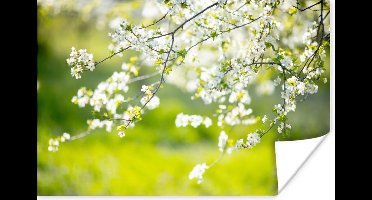 Poster Bloesem - Lente - Wit - 30x20 cm