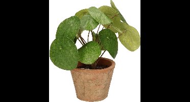 Kunst Pannenkoekenplant 25cm