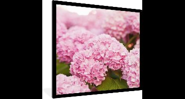 PosterMonkey - Poster - Fotolijst - Hortensia - Bloemen - Bladeren - Plant - Roze - 40x40 cm - Foto in lijst - Poster bloemen - Poster lijst - Kamerdecoratie