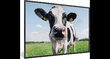 PosterMonkey - Fotolijst - Poster - Koe - Koeien - Natuur - Dieren - Kader - 60x40 cm - Posterlijst - Poster koe - Foto in lijst - Poster frame