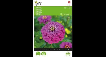 Zinnia Lavendel (Zinnia elegans)