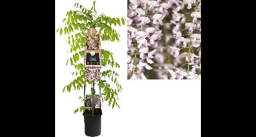Klimplant Wisteria floribunda Rosea (blauwe regen) 120cm