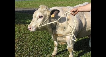 Koetouwhalster - incl. geslagen Koptouw