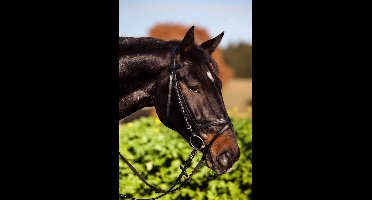 Kerbl Eurohorse Hoofdstel Cob