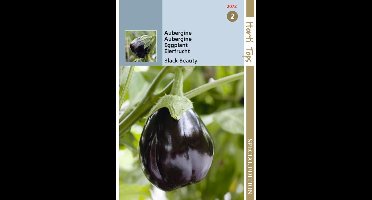 Hortitops zaden - Aubergine Black Beauty 1 gram