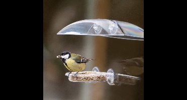 CJ Wildlife Vogelvoederhuisje Raam met Zuignappen - Bordeaux - Raamvoederhuisje Transparant - Vogelhuisje met Voederschaal voor Tuinvogels - Groen