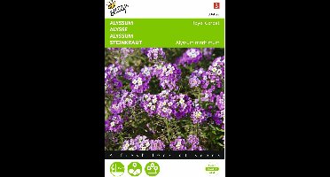2 stuks Alyssum Royal Carpet