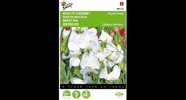 2 stuks - Buzzy - Lathyrus odoratus Royal Family Wit