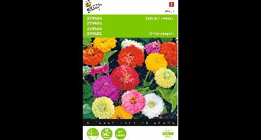 2 stuks - Buzzy - Zinnia elegans Dubbele Dahliabl. Gemengd