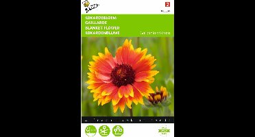 2 stuks Gaillardia, Kokardebloem