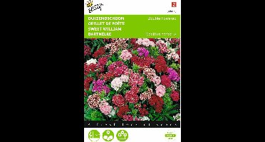 2 stuks - Buzzy - Dianthus barbatus nanus compactus Dubbel Gemengd