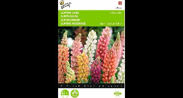 2 stuks - Buzzy - Lupinus polyphyllus Russel s Minarette Gemengd