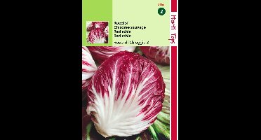 2 stuks - Hortitops - Radicchio Rosso Di Chioggia Palla Rossa 4