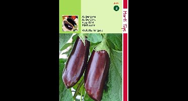 2 stuks Hortitops Aubergine Halflange Violette