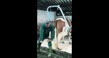 Hoefbekapbeugel -Vink- compleet