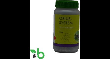 ECOstyle Bestrijding Trips met Roofwantsen (correctief) - Orius Roofwants - Trips Bestrijden - Natuurlijke Bestrijding