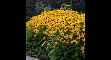 12 x Gele Zonnehoed Goldsturm - Winterharde Bloeiende Tuinplant - Rudbeckia fulgida Goldsturm in 9x9cm pot met hoogte 0-10cm