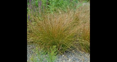 25 x Oranje Zegge - Siergras Winterhard - Carex testacea 'Prairie Fire' in 9x9cm pot met hoogte 5-10cm