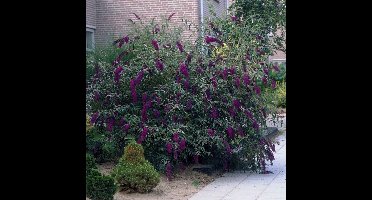 12 x Vlinderstruik Black Knight Paars|Zwart - Bloeiende Winterharde Sierheester - Bijen en Vlinders in uw Tuin - Buddleja davidii 'Black Knight' in C2(liter) pot met hoogte 20-30cm