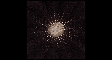 Nat Baldwin - In The Hollows (CD)