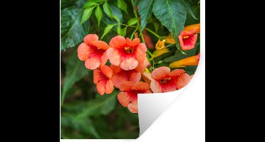 Muurstickers - Sticker Folie - Bloemen - Klimplant - Oranje - Natuur - Botanisch - 30x30 cm - Plakfolie - Muurstickers Kinderkamer - Zelfklevend Behang - Zelfklevend behangpapier - Stickerfolie